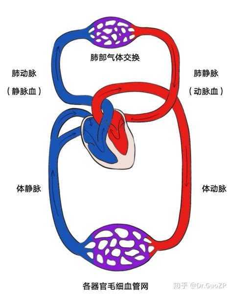 血液循环简图|血液循环简图